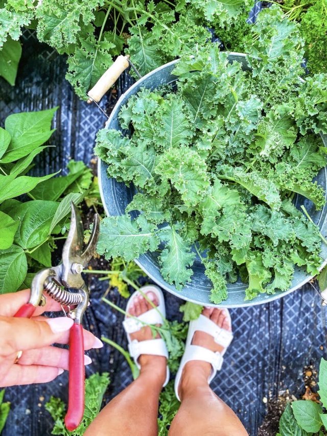 Summer Gardening Tips For Beginners